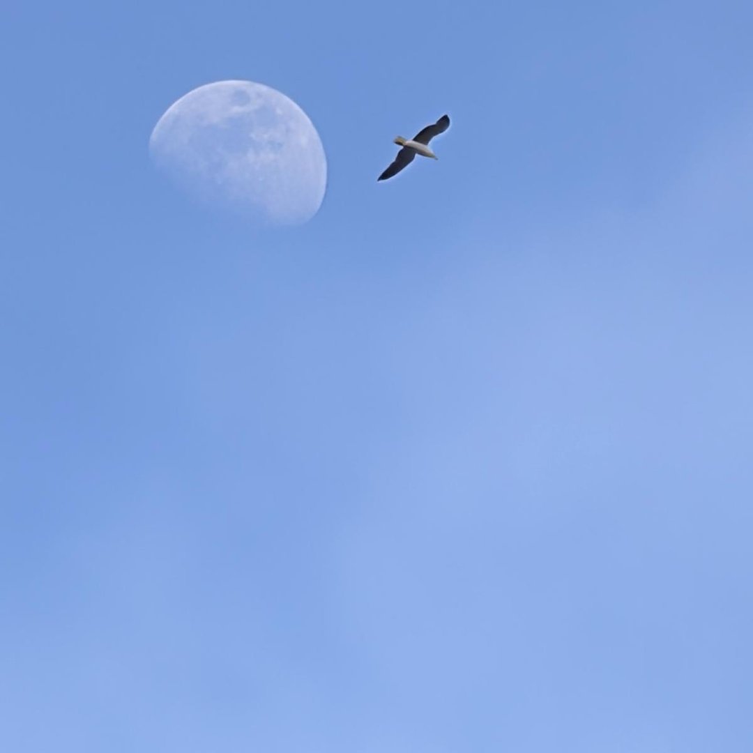 Foto de la luna y una gaviota que ha querido robar el protagonismo