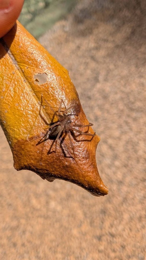 Una araña violinista que encontré el otro día. Es la araña más venenosa que hay en España!