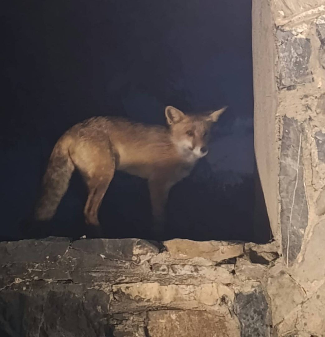 Me encantó ver este zorrillo en un pueblo riojano