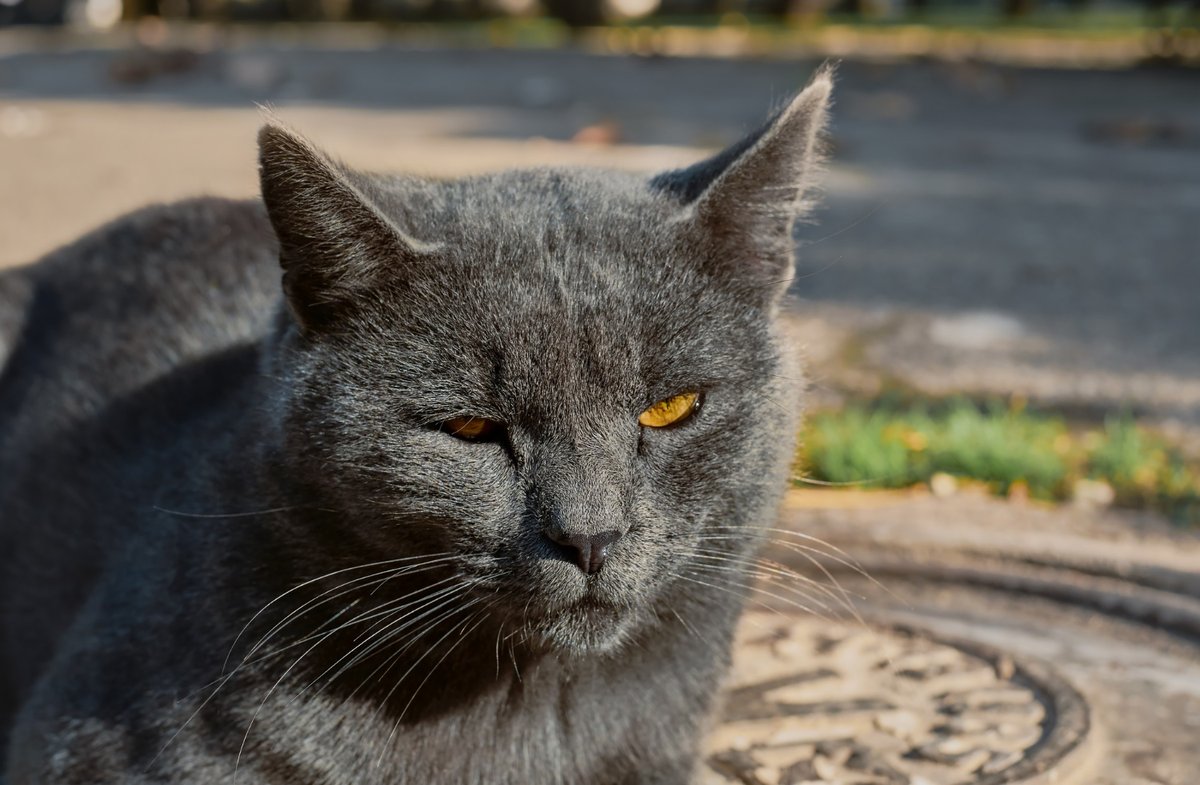 guia primeros dias adoptar gato